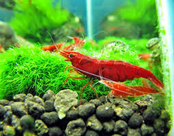Kepiting binatu adalah salah satu kepiting yang unik karena mampu beradaptasi dengan begitu baik pada daratan yang relatif kering. Memelihara Beberapa Spesies Dalam Akuarium