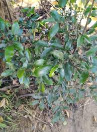 Image result for Strombosiopsis