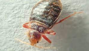 Inspect your car thoroughly you should be able to locate bed bugs with a flashlight, particularly in upholstery or carpeted floor mats. Bed Bugs In Baby Car Seat 9 Steps To Kill Them