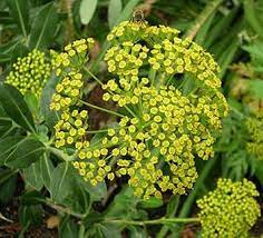 Shrubby Hare S Ear Bupleurum Fruticosum Would Look Good In Front Garden Herb Seeds Plants Pollinator Garden