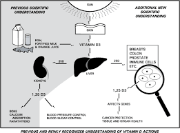 What Is Vitamin D Dr Sorams Integrative Medicine