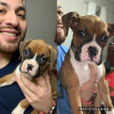 Chihiro looking Show-Ready. She's such an amazingly healthy and vibrant  little girl. Can't wait for our first show