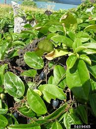 Image result for Passiflora suberosa