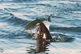 Der gewöhnliche schweinswal ( phocoena phocoena) ist ein bis zu 1,85 meter langer zahnwal. Kleiner Wal Fangt Grosse Fische Deutsche Stiftung Meeresschutz