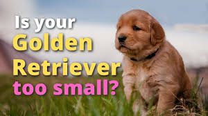 Along with their desire for play we have zero tolerance toward puppy mills and pride ourselves in connecting you with honest and reputable breeders where puppies are raised. Training A Golden Retriever Puppy To Stop Biting 9 Ways Loyal Goldens