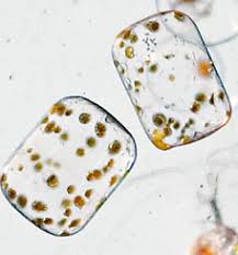 Image result for drop of seawater microscope
