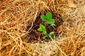 Also, for here, in my climate, once you plant strawberries, you will never get rid of them. When To Mulch Strawberry Plants Tips For Mulching Strawberries In The Garden