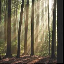 Image result for Landolphia congolensis