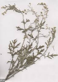 Image result for Parthenium