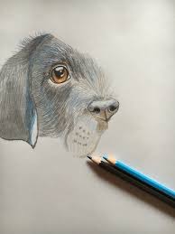 See more ideas about art, bird dogs, painting & drawing. In Progress Halbfertige Hunde Zeichnung Hund Drawing Dog Buntstifte Drawings Illustration Art Art
