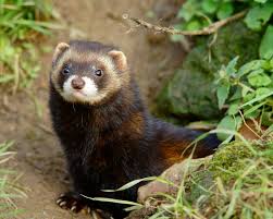 Image result for Steppe polecat