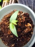 Image result for Landolphia kirkii