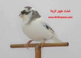 كــناري جلوستر غـير مقنبر gloster consort animals canary bird