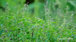 Image result for Ocimum americanum