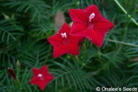 Image result for Ipomoea quamoclit