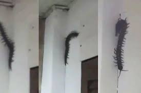 Kaki seribu sigmoria satu hal yang terkadang membuat saya jengkel adalah orang mengatakan saya adalah centipede atau bangsa kelabang/lipan. Pemotor Merinding Liatnya Hewan Purba Raksasa Tertangkap Kamera Merayap Di Gedung Kantor Warga Histeris Netizen Mirip Siluman Semua Halaman Gridmotor Id