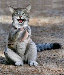 | 27 personnes avec qui on aimerait tous être amis. Bilderlustigman Kostenlos Lustige Tierbilder Hintergrundbilder Tiere