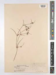 Image result for Commelina purpurea