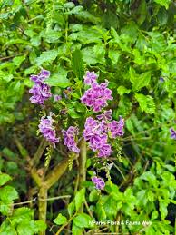 Image result for Solanum scabrum