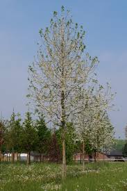 Image result for Eriosema monticola