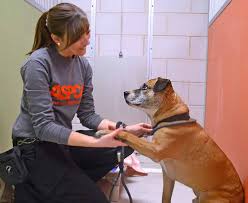 Working Together to Save Animals' Lives