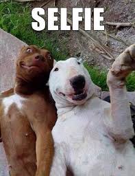 Selfie Funny Cute Animals Picture Adorable Dog Lol Funny Animals Funny Animal Quotes Funny Dogs Funny Animals