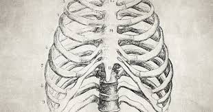 As the vessel takes its superior course toward the first rib, it passes along the anterior surface of the lung and over the do you find the anatomy of the respiratory system and lungs quite daunting? Pin On Fine Art Prints