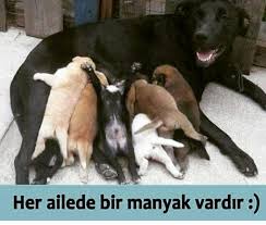 Kim Acaba O Cok Sirin Hayvanlar Komik Kopek Fotograflari Komik