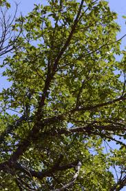 Image result for Ficus sansibarica