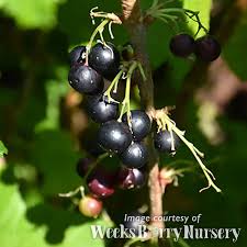 Image result for jostaberry