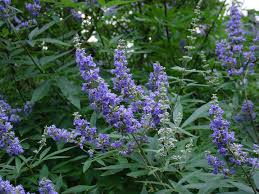 Image result for Vitex thyrsiflora