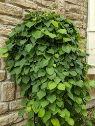 Image result for Aristolochia