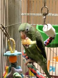 Check spelling or type a new query. Macaroni The Canary Winged Parakeet Eating Some Macaroni Parrots