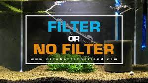 See this post on the nitrogen cycle for more info on why all fish need filtration. Betta Fish Need A Filter Yes Or No Nice Betta Thailand Co Ltd