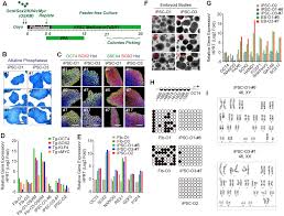 Direct Reprogramming Rather than iPSC-Based Reprogramming Maintains Aging  Hallmarks in Human Motor Neurons - Frontiers