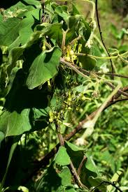 Image result for Riocreuxia