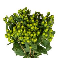 Image result for Hypericum