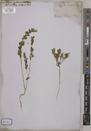 Image result for Polygala erioptera