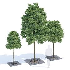 Sunny Tree Grill 3d Model Street Trees Garden Illustration Small Trees