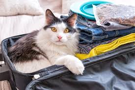 These tumors are often found on the back legs, groin, and lower abdomen. Understanding Your Cat S Aggressive Thyroid Tumor S