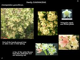 Image result for Ceratopetalum