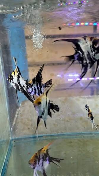 Manfish BSP 12 rb .. manfish 3 color 10 rb an