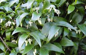 Image result for Asparagus asparagoides