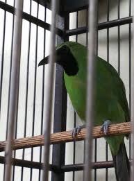 Tips agar cucak ijo stabil di gantangan duniakicau com. Jenis Dan Harga Burung Cucak Ijo Binatang Peliharaan