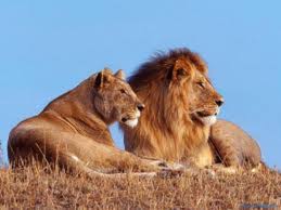 Cancer and libra cancer and scorpio cancer and sagittarius cancer and capricorn cancer and aquarius cancer and pisces. Astrology How To Get Along Cancer And Leo Hubpages