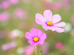 Flowers for flower lovers flowers butterfly natural. Pink Cosmos Flowers Nature Flowers Autumn Pink Plant Cosmos Natural Hd Wallpaper Wallpaperbetter