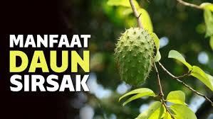 Maybe you would like to learn more about one of these? 14 Manfaat Daun Sirsak Untuk Kesehatan Dan Kecantikan
