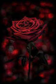 Videos zu rote rosen | rote rosen erzählt geschichten von liebe, intrigen und schicksalhaften wendungen des lebens. Profil Von Midnightgirl89 Rosen Hintergrundbilder Blumen Hintergrund Blumen Hintergrunde