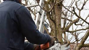 Check spelling or type a new query. Elagage Arbre Les Etapes Cote Maison