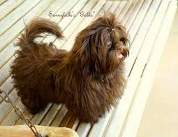 Why buy a shih tzu puppy for sale if you can adopt and save a life? Gable